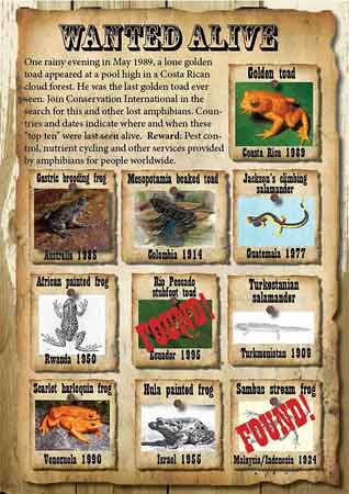 Katak Pelangi dalam daftar Most Wanted