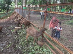 Rusa koleksi Kebun Binatang Mini TPA Pati