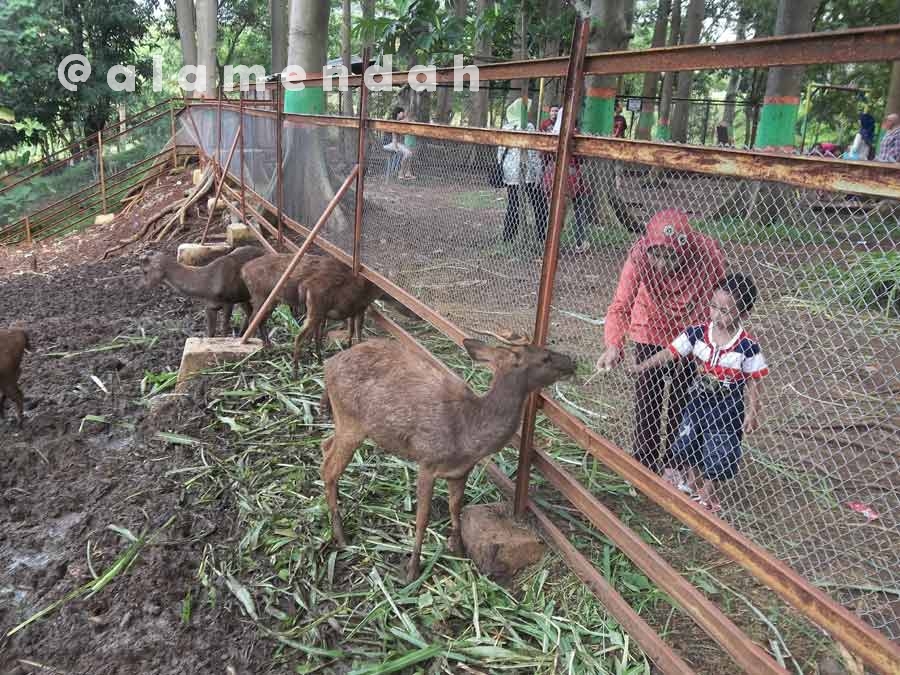 Rusa koleksi Kebun Binatang Mini TPA Pati