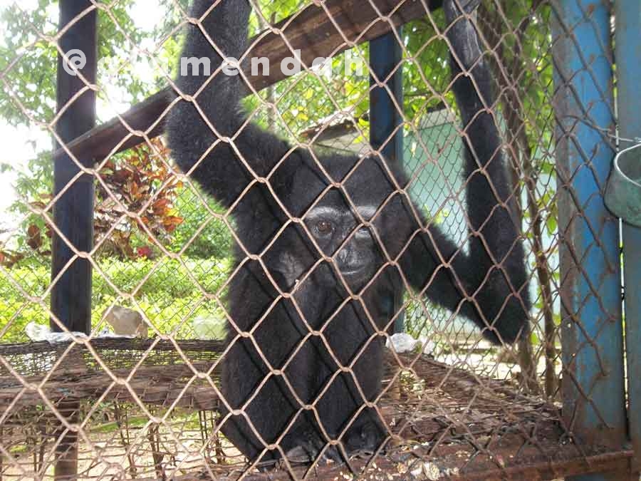 Siamang koleksi TPA Pati