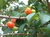 Buah dan daun dewandaru