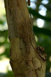 dewandaru-kayu Kayu (batang) dewandaru (Eugenia uniflora)