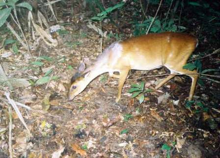 Kijang kuning kalimantan