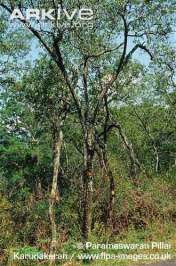 Pohon Cendana (Santalum album)