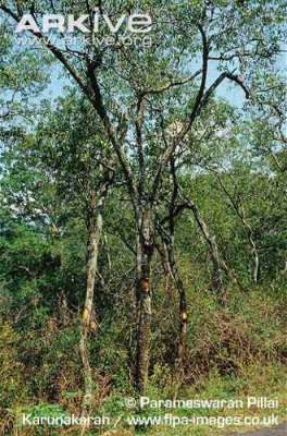 Cendana-santalum-album-pohon Pohon Cendana (Santalum album)