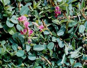 Alysicarpus vaginalis 