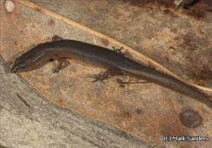 Eroticoscincus graciloides