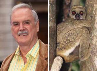 Kukang John Cleese