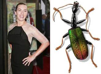 Kumbang Kate Winslet