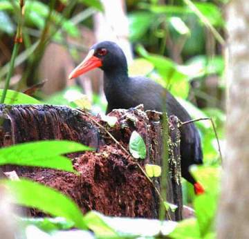 mandar-gendang-01 Mandar Gendang