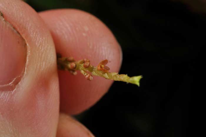 Anggrek mini Oberonia