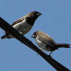 bondol-jawa Bondol Jawa