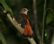 Burung kucica ekor-kuning atau cempala kuneng betina