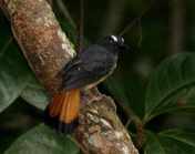 Burung kucica ekor-kuning atau cempala kuneng