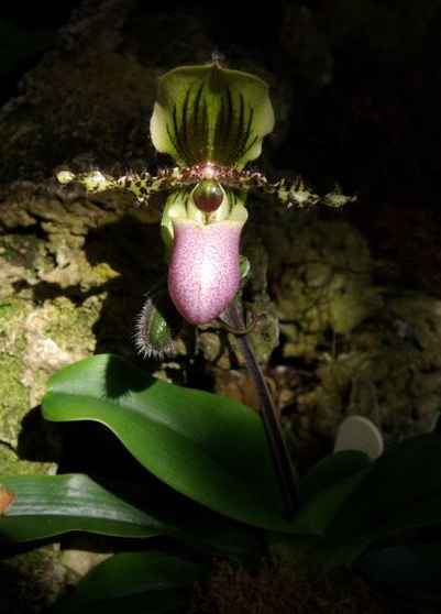 Anggrek selop Paphiopedilum glaucophyllum