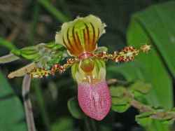 Anggrek selop Paphiopedilum glaucophyllum