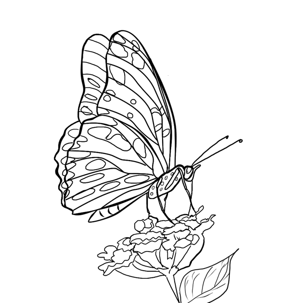 mewarnai-gambar-kupu-kupu-09