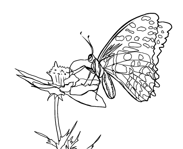 mewarnai-gambar-kupu-kupu-11