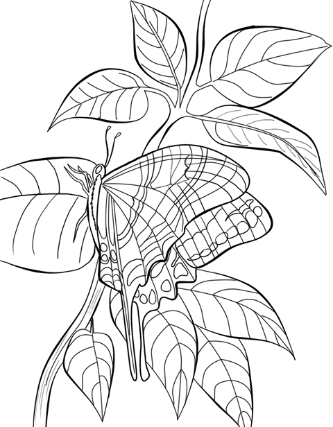 mewarnai-gambar-kupu-kupu-23