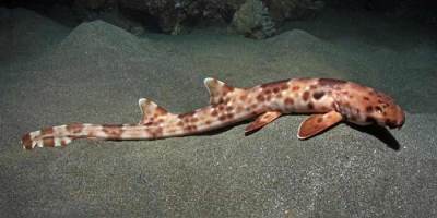 Hemiscyllum halmahera