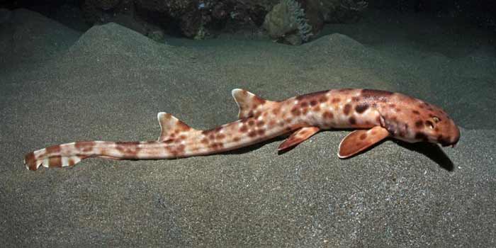 Hemiscyllum halmahera