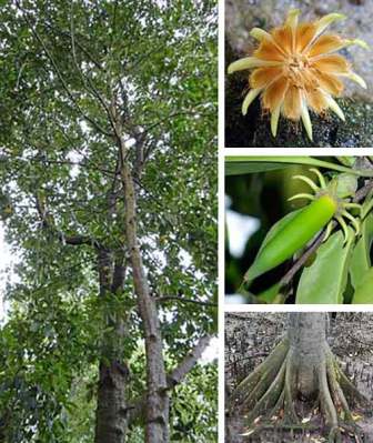 Bakau Mata Buaya (Bruguiera hainesii)