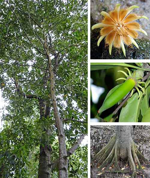 Bakau Mata Buaya (Bruguiera hainesii)