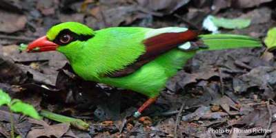 Javan-Green-Magpie-Cissa-thalassina