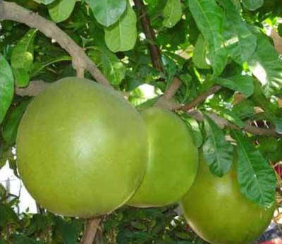 Berenuk (Crescentia cujete)