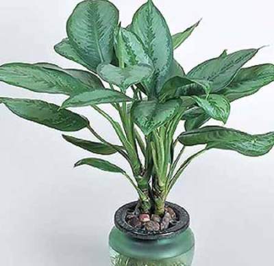 aglaonema
