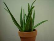 Lidah buaya (Aloe vera)