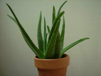 Lidah buaya (Aloe vera)