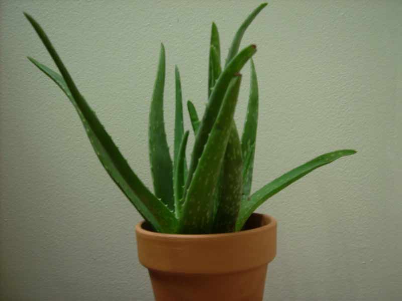 Lidah buaya (Aloe vera)