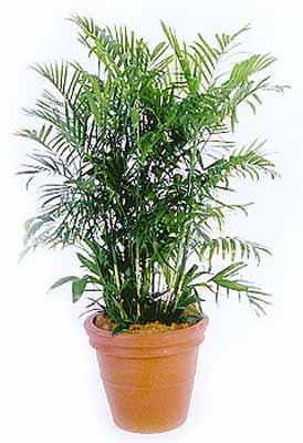 Bamboo palm