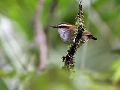 Buntuttumpul Kalimantan