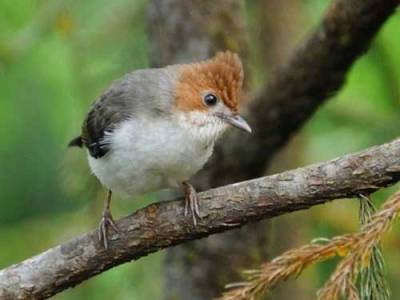 Burung Yuhina Kalimantan