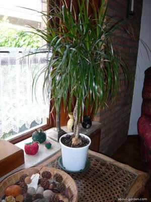 Dragon Tree (Dracaena marginata)