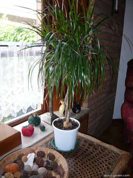 Dragon Tree (Dracaena marginata)