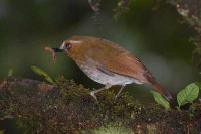 Burung Sikatan-rimba Gunung (Rhinomyias gularis)