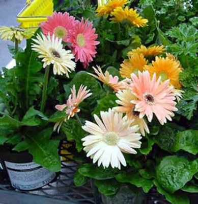 Gerber daisy (Gerbera jamesonii)