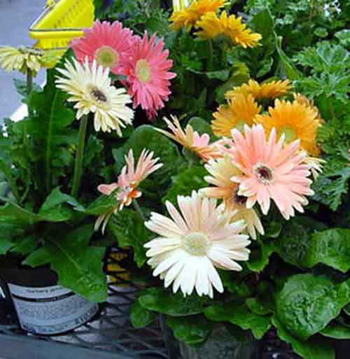 Gerber daisy (Gerbera jamesonii)