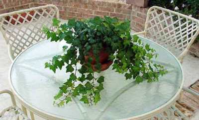 English ivy (Hedera helix)