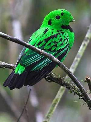 Madi-hijau Kepala-putih