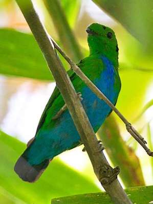 Madi-hijau Perut-biru