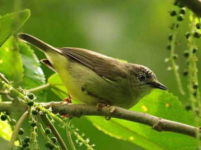 Opior Kalimantan (Oculocincta squamifrons)