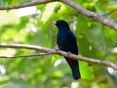 Burung Oriolus hosii