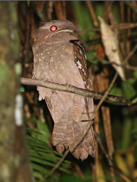 Burung Paruh-kodok Dulit (Batrachostomus harterti)