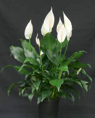 Peace lily
