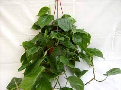 Philodendron oxycardium
