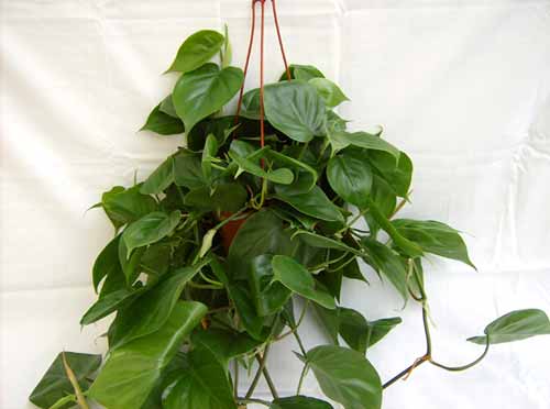 Philodendron oxycardium